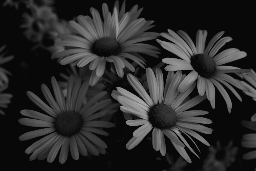 2010 10 23 IMG 13211bw